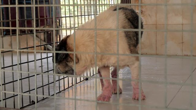 Poor dog with tetter in the kennel pen. Dog in a shelter or an animal nursery. Shelter for animals concept.