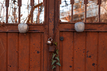 The rusty lock door and green ivy.