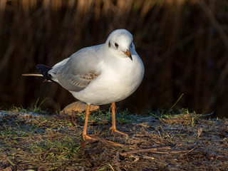 rybitwa