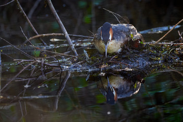Great Crested Grebe ( Podiceps cristatus ) On The Nest