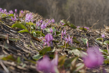カタクリ満開
