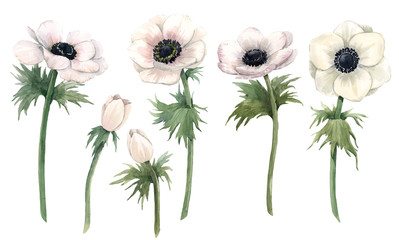 Beautiful watercolor floral set with isolated anemone flowers. Stock illustration. - obrazy, fototapety, plakaty
