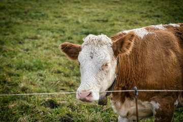 Naklejka na ściany i meble German cow closeup portrait grazing in Bavaria