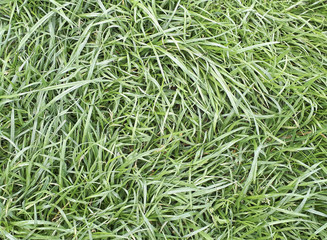 grass nature background