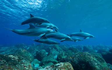 Fotobehang dolfijnen onderwaterfotografie © 敏治 荒川
