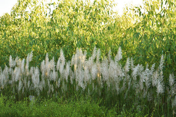 Kans grass with the background of green eucalyptus plant, grows during the Autumn