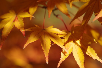 黄色い葉