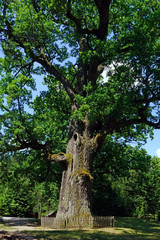 500 years old oak tree in Gorecko Koscielne, Roztocze National Park, Poland