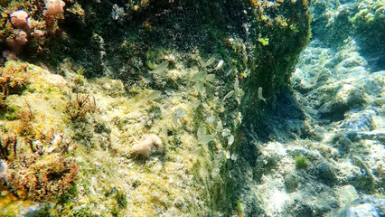 Greece Crete island Falassarna Beach