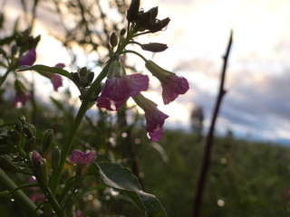 Just need enough sunshine to bloom.