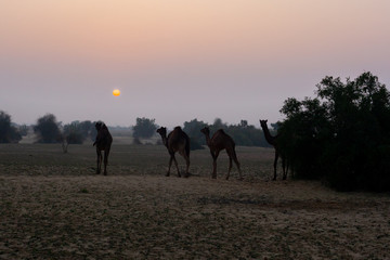 Wild camels at sunset in the Thar desert close from Jaisalmer, India