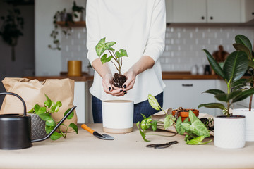 Unrecognizable woman transplanting houseplants kitchen on background.