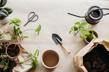 Gardening tools, different sort of houseplants, white flower pots, black watering can on rumpled...