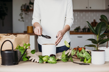 Unrecognizable woman transplanting houseplants kitchen on background.