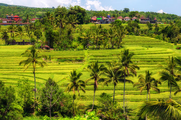 Fototapeta na wymiar View of Jatiluwih rice terrace, Bali