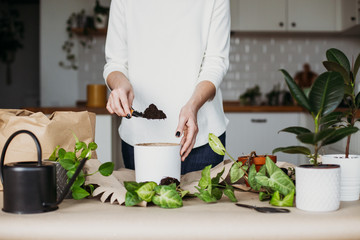 Unrecognizable woman transplanting houseplants kitchen on background.