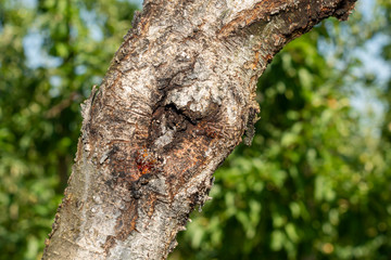 diseased bark and trunk of a peach and nectarine tree. Close-up macro, rot and garden pests