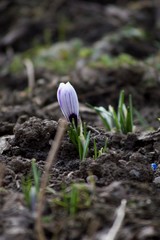 crocus come out