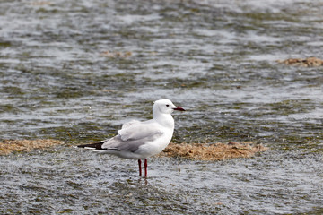 Hartlaub's Gull in the water of West Coast National Park, South Africa