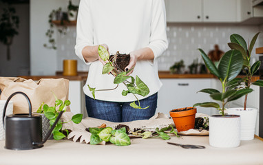 Woman holding plant, syngonium sprout.