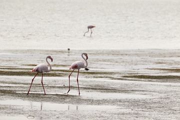 Three flamingos in the lagoon of Langebaan