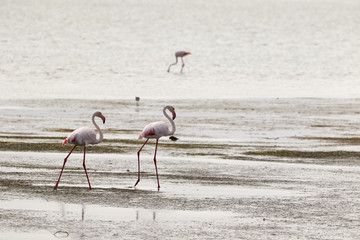 Obraz premium Three flamingos in the lagoon of Langebaan
