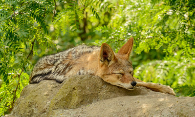 coyote resting on a rock