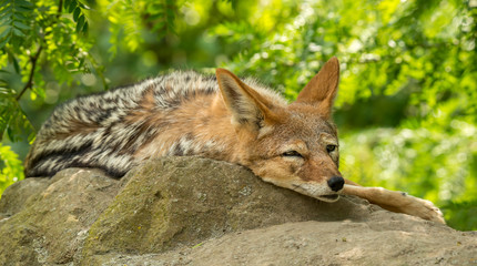 portrait of coyote resting on a rock