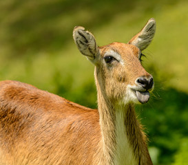 portrait of antelope with tongue out