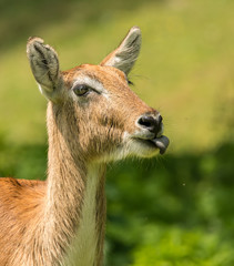portrait of antelope with tongue out