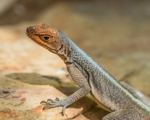 small galapago lava lizard with orange head