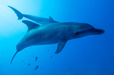 Naklejka premium dolphins underwater photography