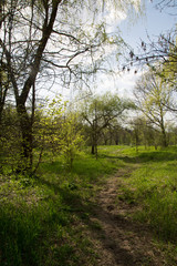 spring landscape1