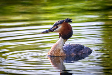 Great crested grebe ( Podiceps cristatus ) searching for fish