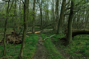ordinary path through the forest with broken trees after heavy wind