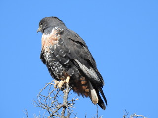 Jackal buzzard in Mountain Zebra NP
