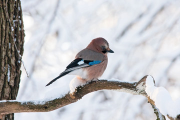 Eurasian jay garrulus glandarius sitting on branch of tree. Cute beautiful colorful crow bird in wildlife.