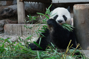 Naklejka na ściany i meble giant panda eating bamboo