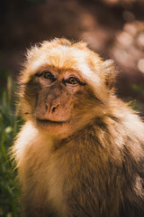 Fotografía a color de mono en libertad en el viaje a ouzu en Marruecos