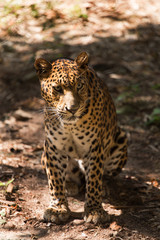 Fototapeta na wymiar a leopard