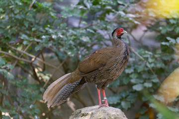 a red face pheasant