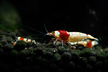 Crystal red shrimp swarm eat aquarium pets hobby nature wild life