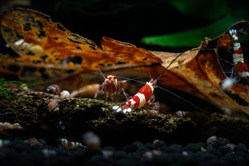 Crystal red shrimp swarm eat aquarium pets hobby nature wild life