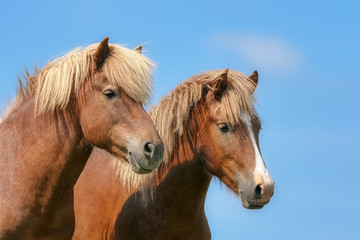 Two Icelandic horses looking attentively and cock their ears forward, light-colored sorrel ponies, a reddish-brown coat color with flaxen manes 