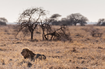 Impression of a Male Lion - Panthera leo- resting on the plains of Etosha national park, Namibia....