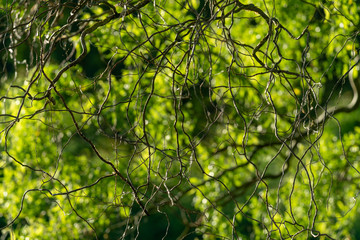 Branches of winding willow in The Netherlands
