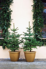 Fototapeta na wymiar Christmas trees in pot near decorated house window