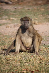 Baboon