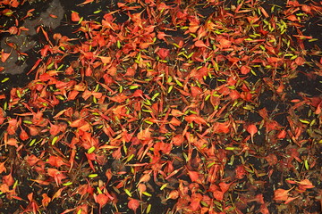 Flowers on the tarmac