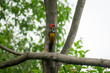 Juvenile Greater Pileated Woodpecker (dryocopus lineatus) spotted in tree trunk of forest woodland. A bird with red crest and black and white stripes on face neck. Atapaka Bird Sanctuary Andhra 